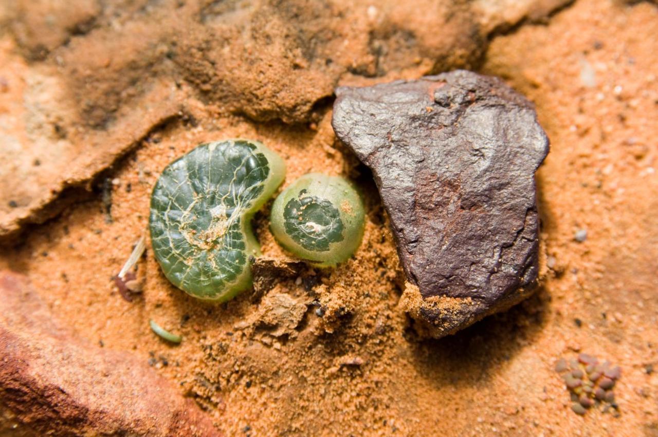 Goedgemoed Gecko Rock Private Nature Reserve מראה חיצוני תמונה